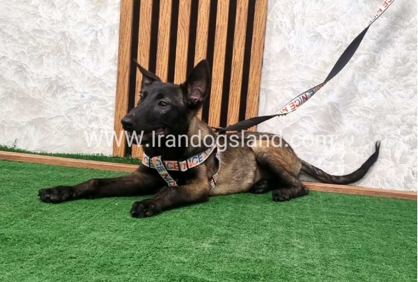 مالینویز بسیار خوش استایل - M162