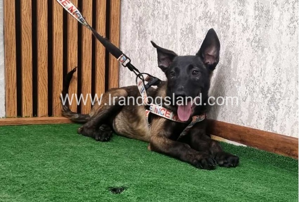 مالینویز بسیار خوش استایل - M162