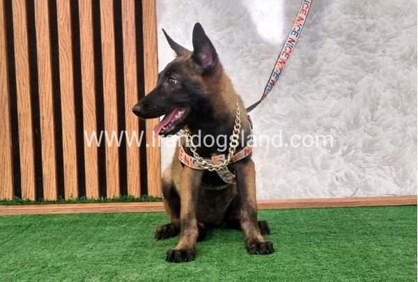 توله مالینویز بااصالت - M160