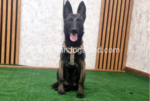 twlh-malynwyz-malinois-419_1