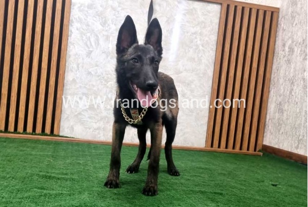 twlh-malynwyz-malinois-419_10