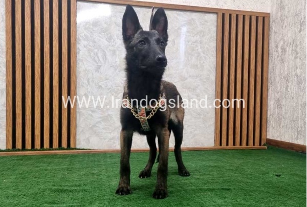 twlh-malynwyz-malinois-419_11