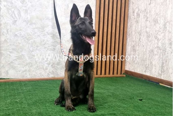 twlh-malynwyz-malinois-419_12