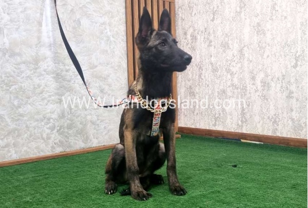 twlh-malynwyz-malinois-419_2
