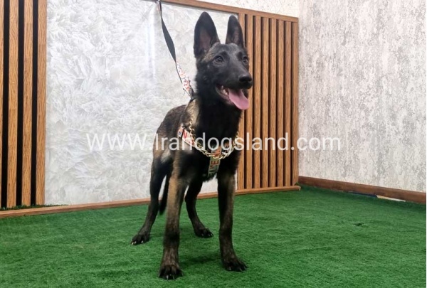twlh-malynwyz-malinois-419_3