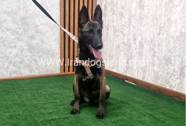 twlh-malynwyz-malinois-419_4