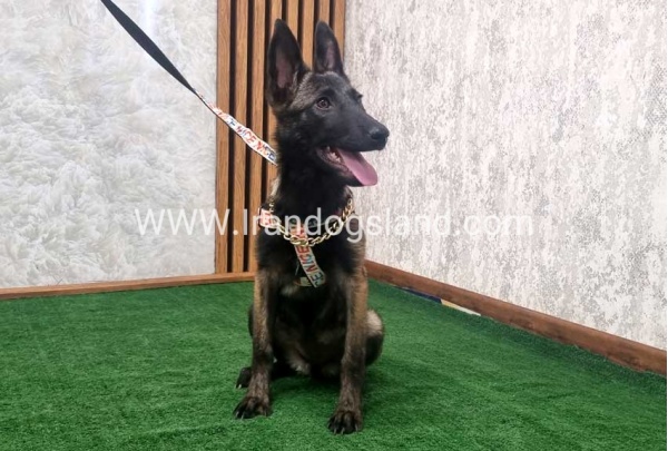twlh-malynwyz-malinois-419_5