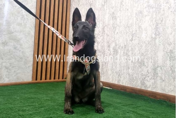 twlh-malynwyz-malinois-419_6