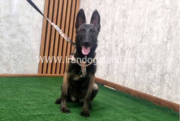 twlh-malynwyz-malinois-419_7