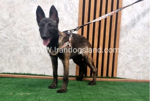 twlh-malynwyz-malinois-419_8