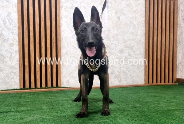 twlh-malynwyz-malinois-419_9