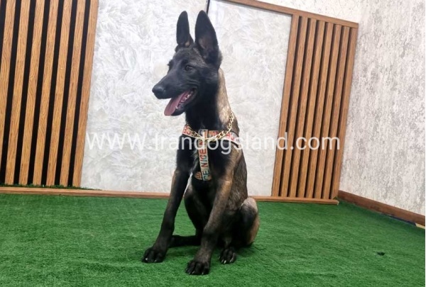 twlh-malynwyz-malinois-422_10