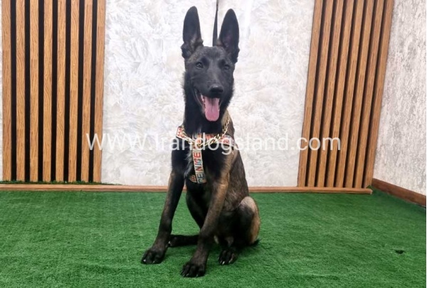 twlh-malynwyz-malinois-422_11