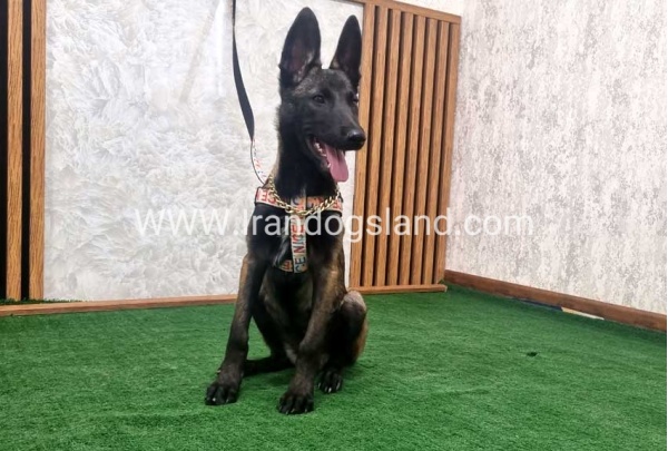 twlh-malynwyz-malinois-422_12