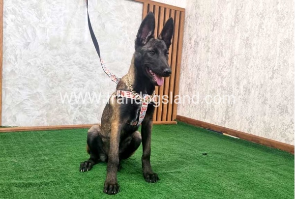 twlh-malynwyz-malinois-422_2