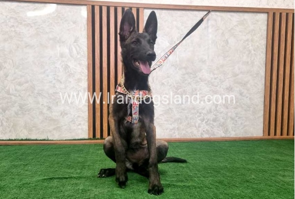 twlh-malynwyz-malinois-422_3