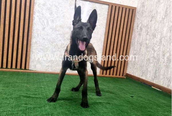twlh-malynwyz-malinois-422_4