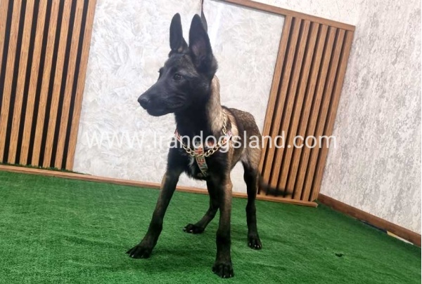 twlh-malynwyz-malinois-422_5