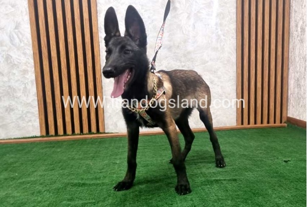 twlh-malynwyz-malinois-422_6