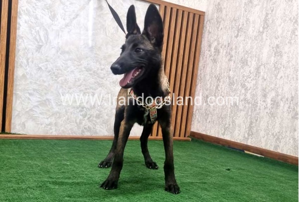 twlh-malynwyz-malinois-422_7