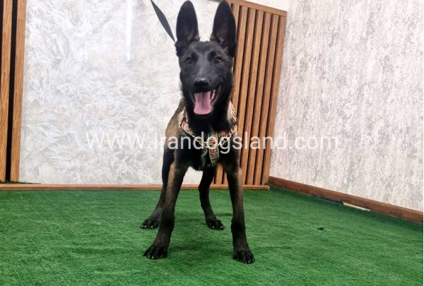 twlh-malynwyz-malinois-422_8