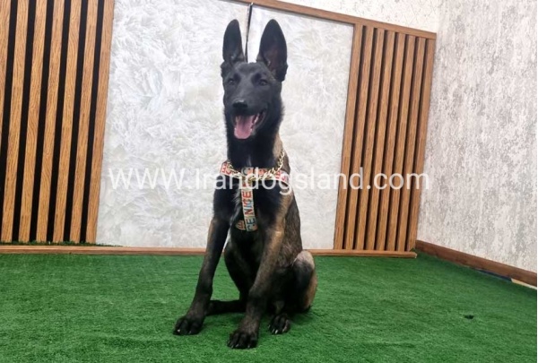 twlh-malynwyz-malinois-422_9