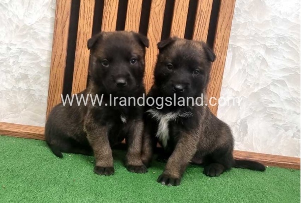 twlh-malynwyz-malinois-423_17