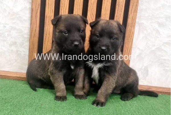 twlh-malynwyz-malinois-423_18