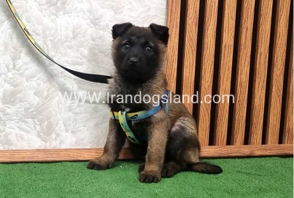 twlh-malynwyz-malinois-427_1_2026086643