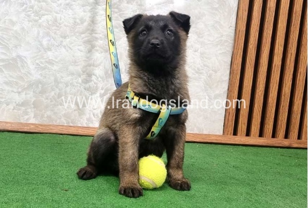 twlh-malynwyz-malinois-427_2_140377612