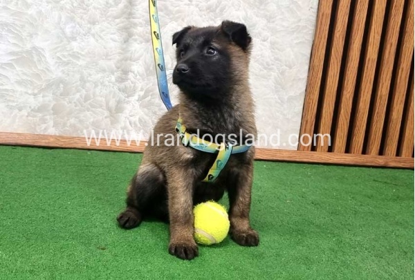 twlh-malynwyz-malinois-427_3_1714876066