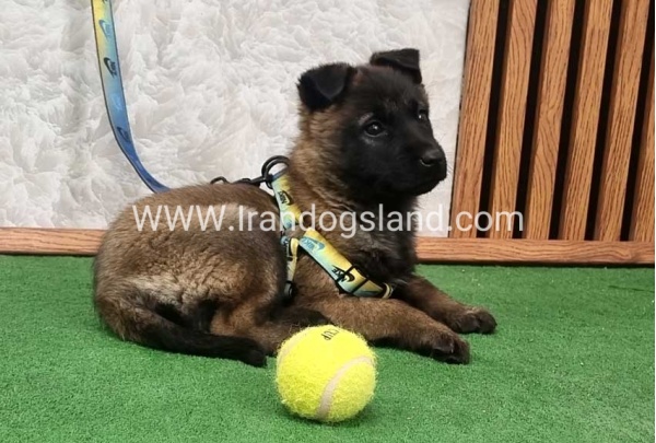 twlh-malynwyz-malinois-427_4_1954430075