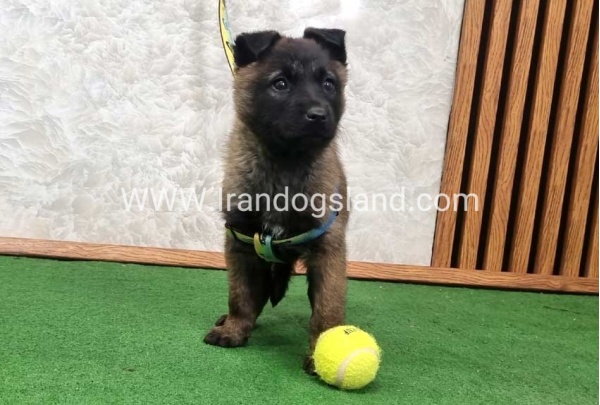twlh-malynwyz-malinois-427_5_464924630