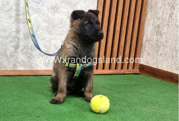 twlh-malynwyz-malinois-427_6_1961020568