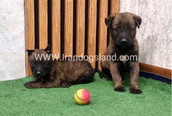 twlh-malynwyz-malinois-435_1