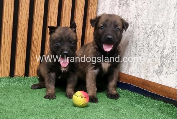 twlh-malynwyz-malinois-435_2