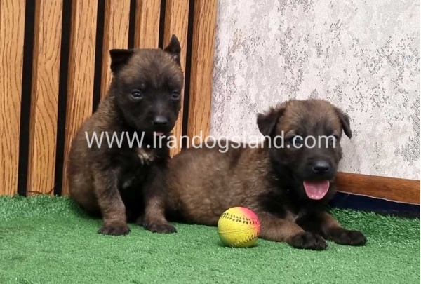 twlh-malynwyz-malinois-435_3