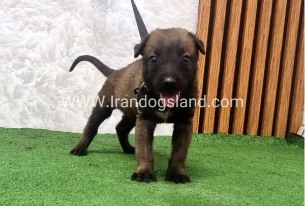 twlh-malynwyz-malinois-436_2
