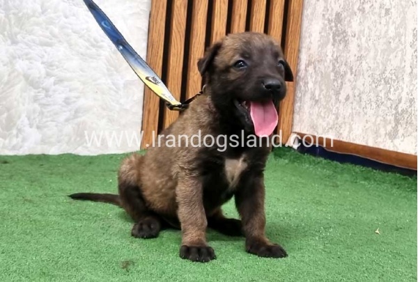 twlh-malynwyz-malinois-436_3