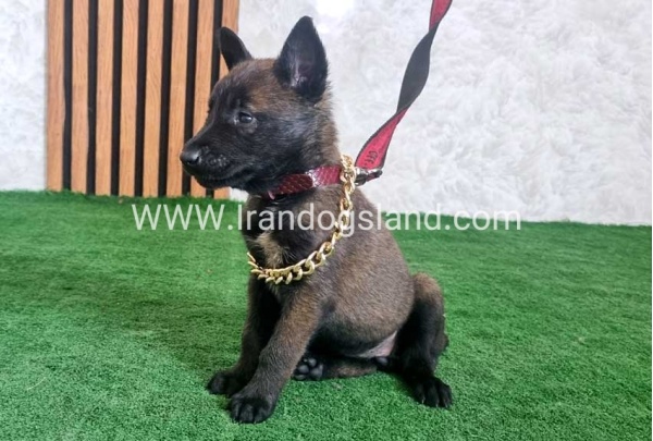 twlh-malynwyz-malinois-438_1