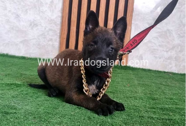 twlh-malynwyz-malinois-438_2