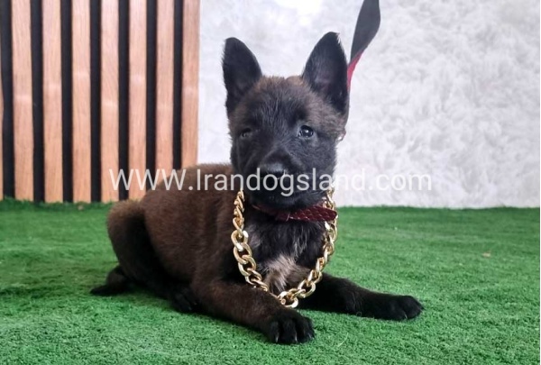 twlh-malynwyz-malinois-438_3