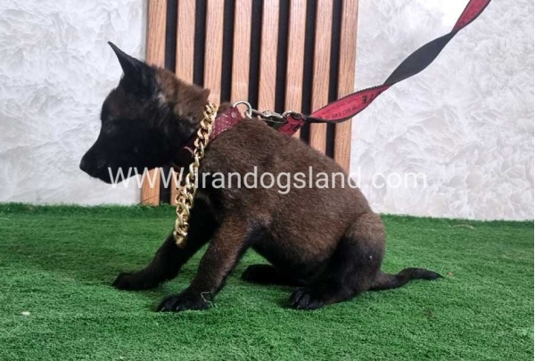 twlh-malynwyz-malinois-438_4