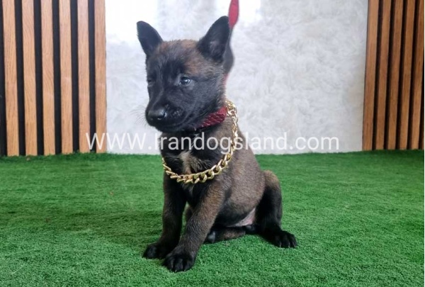 twlh-malynwyz-malinois-438_5