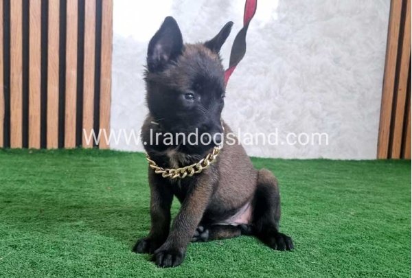 twlh-malynwyz-malinois-438_6