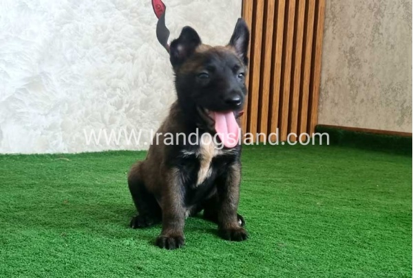 twlh-malynwyz-malinois-439_1