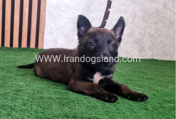 twlh-malynwyz-malinois-439_10