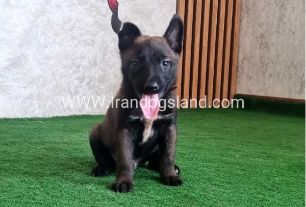 twlh-malynwyz-malinois-439_2