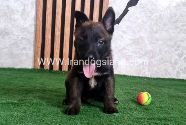twlh-malynwyz-malinois-439_3