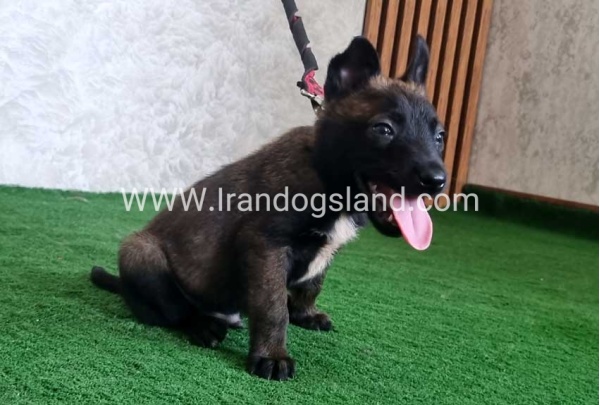 twlh-malynwyz-malinois-439_4